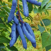 blue-sausage-seeds-decaisnea-fargesii — копия